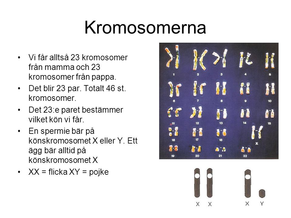 Kromosomerna Vi får alltså 23 kromosomer från mamma och 23 kromosomer från pappa. Det blir 23 par. Totalt 46 st. kromosomer.