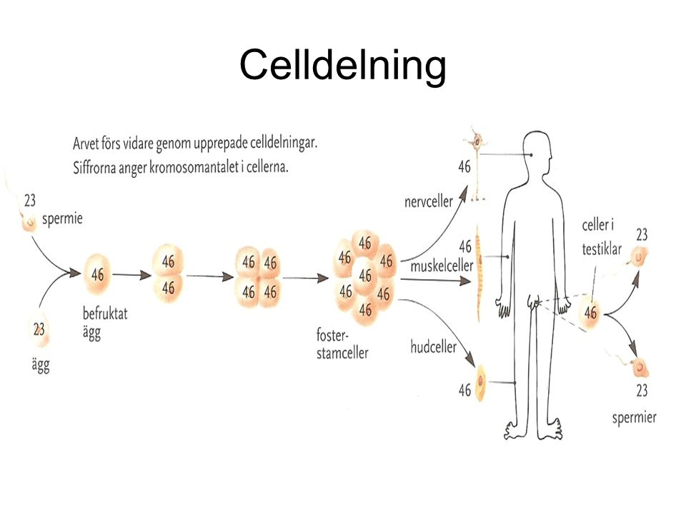 Celldelning Allt levande växer genom att nya celler bildas genom vanlig celldelning.