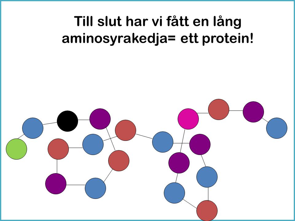 Till slut har vi fått en lång aminosyrakedja= ett protein!