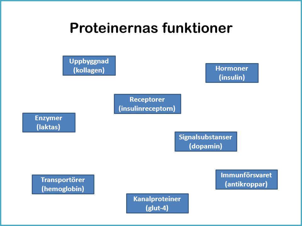 Proteinernas funktioner