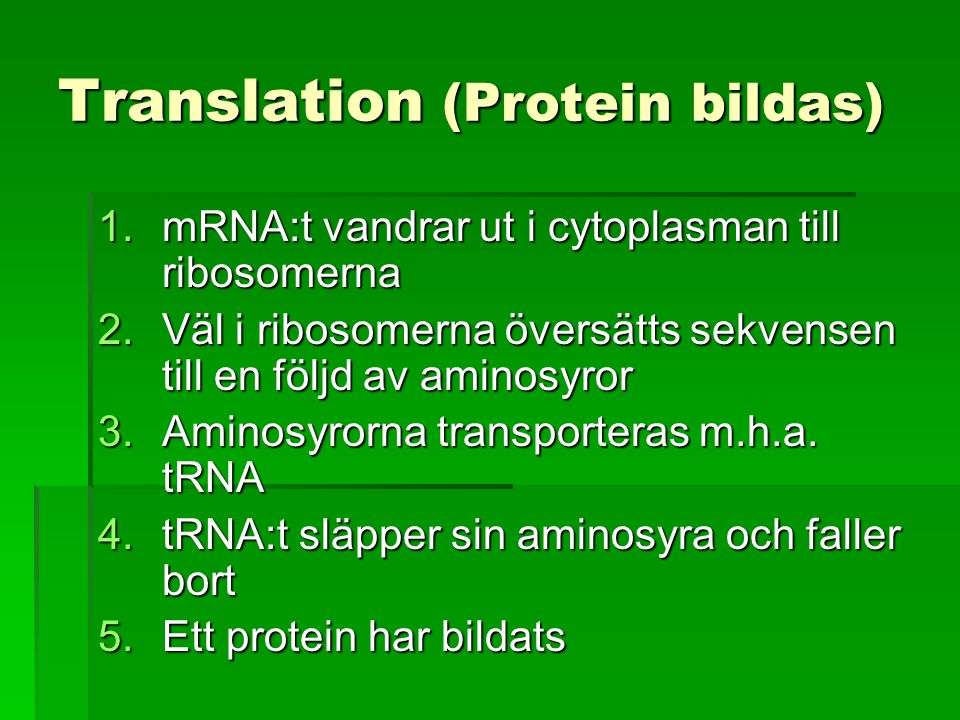 Translation (Protein bildas)