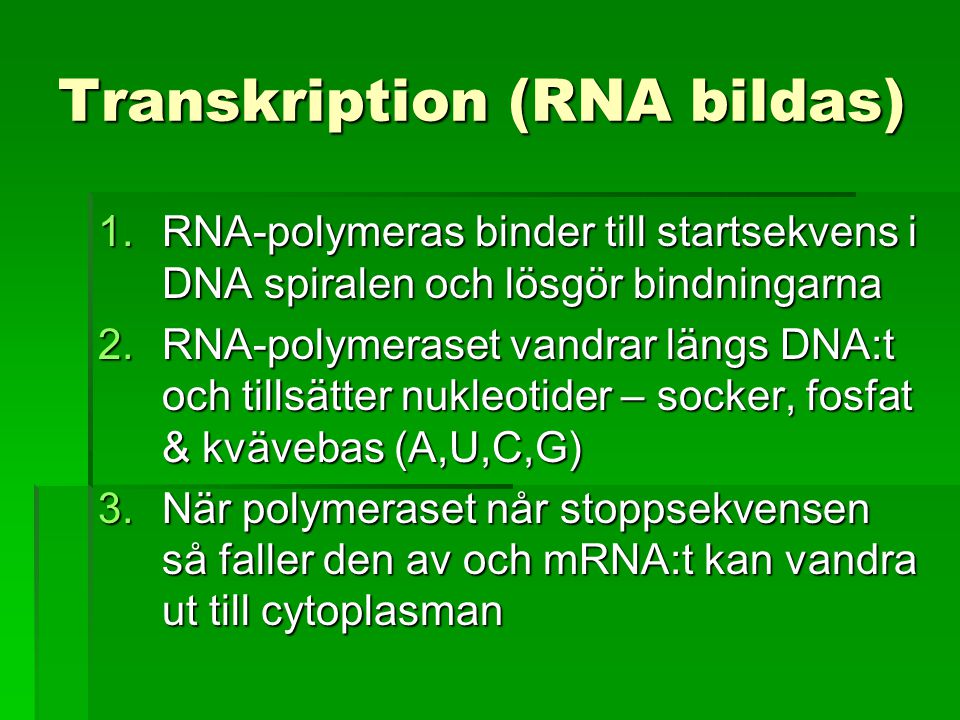 Transkription (RNA bildas)