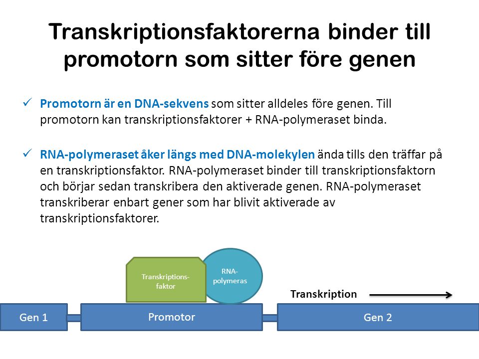 Transkriptionsfaktorerna binder till promotorn som sitter före genen