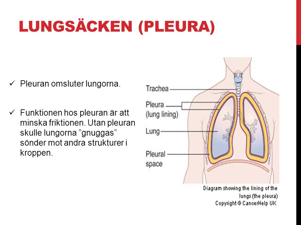 Lungsäcken (pleura) Pleuran omsluter lungorna.