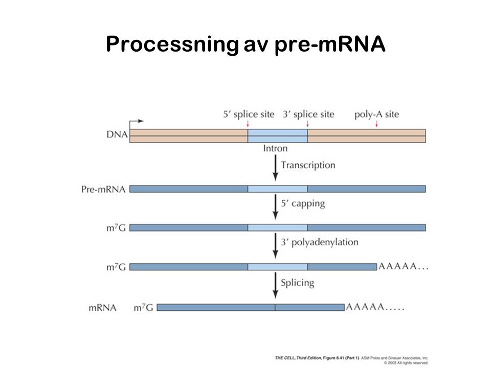 Processning av pre-mRNA