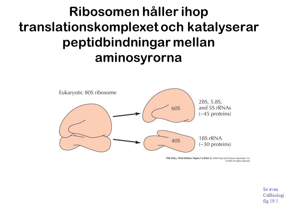 Ribosomen håller ihop translationskomplexet och katalyserar peptidbindningar mellan aminosyrorna