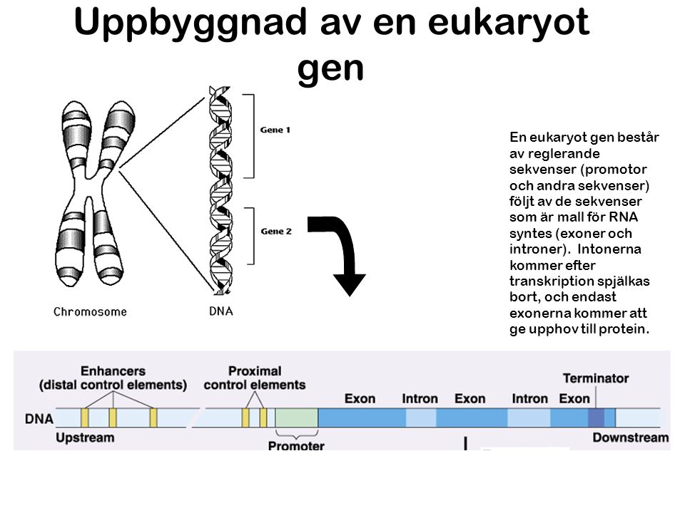 Uppbyggnad av en eukaryot gen
