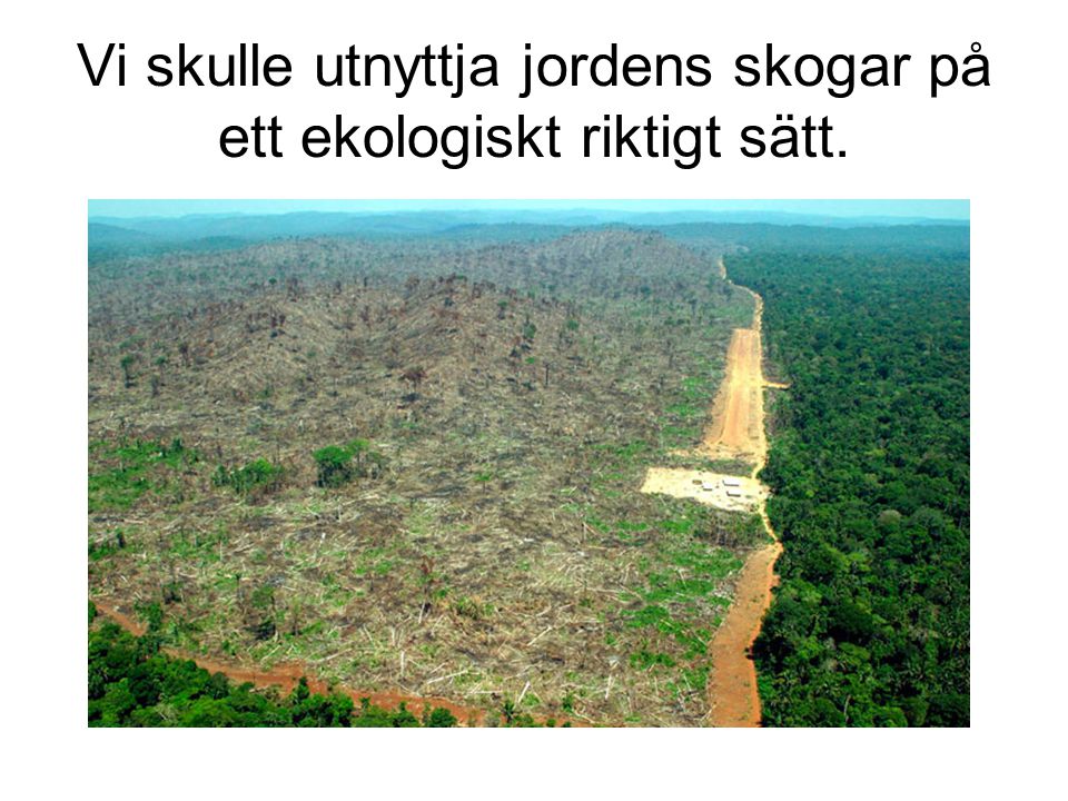 Vi skulle utnyttja jordens skogar på ett ekologiskt riktigt sätt.