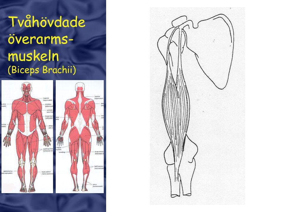 Tvåhövdade överarms- muskeln (Biceps Brachii)