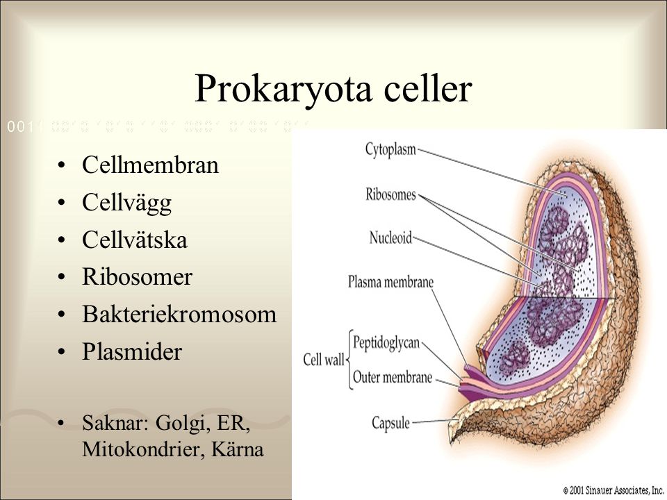 Prokaryota celler Cellmembran Cellvägg Cellvätska Ribosomer