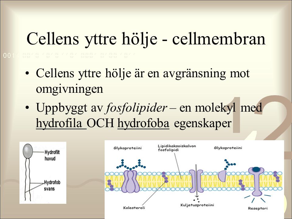 Cellens yttre hölje - cellmembran
