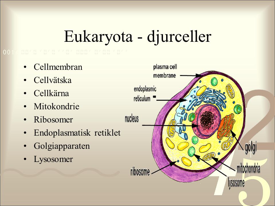 Eukaryota - djurceller