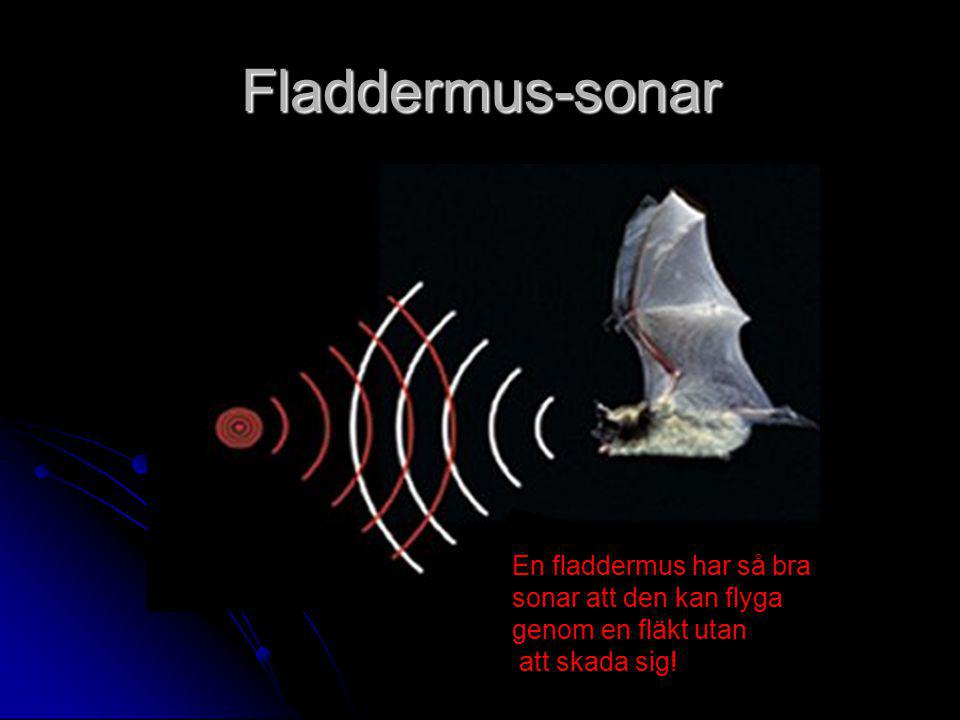 Fladdermus-sonar En fladdermus har så bra sonar att den kan flyga
