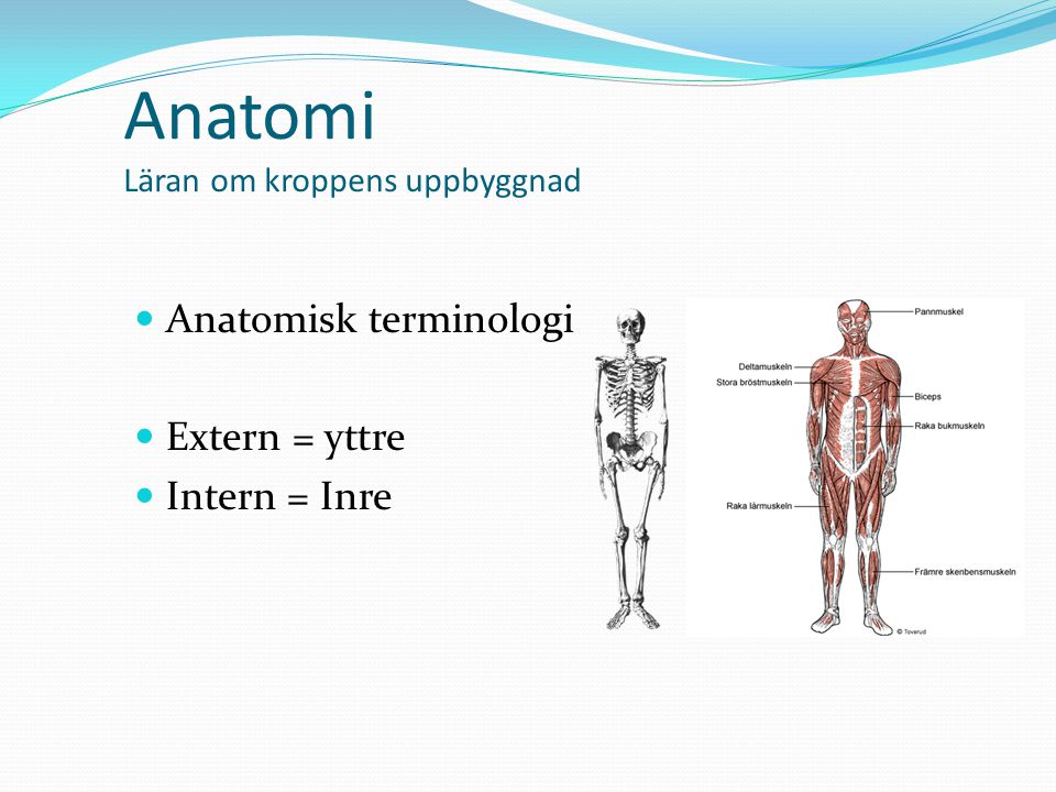 Anatomi Läran om kroppens uppbyggnad