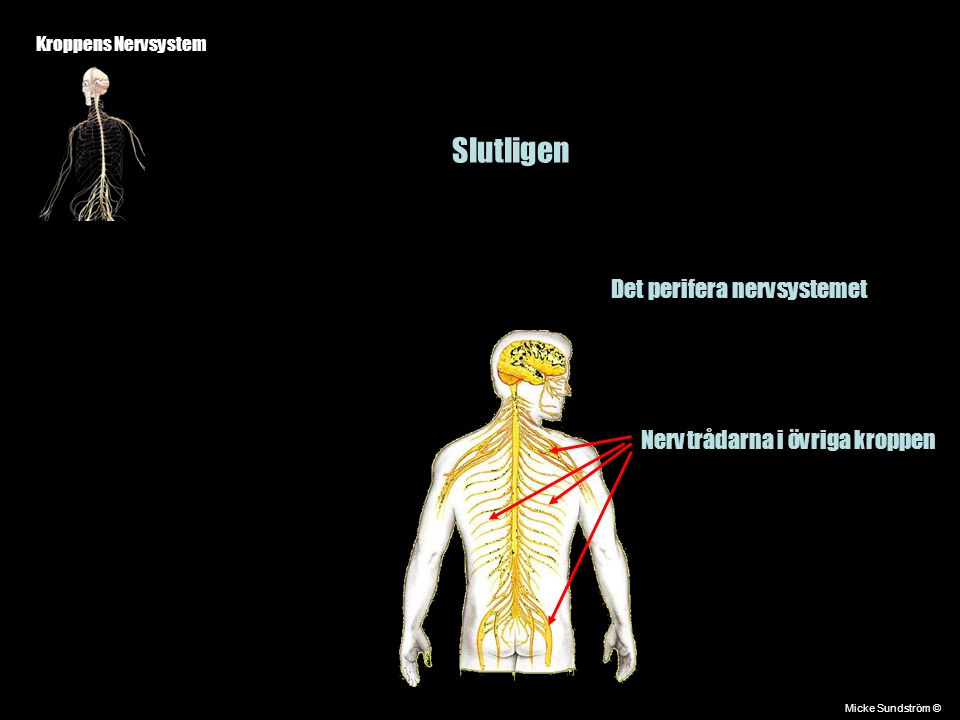 Slutligen Det perifera nervsystemet Nervtrådarna i övriga kroppen