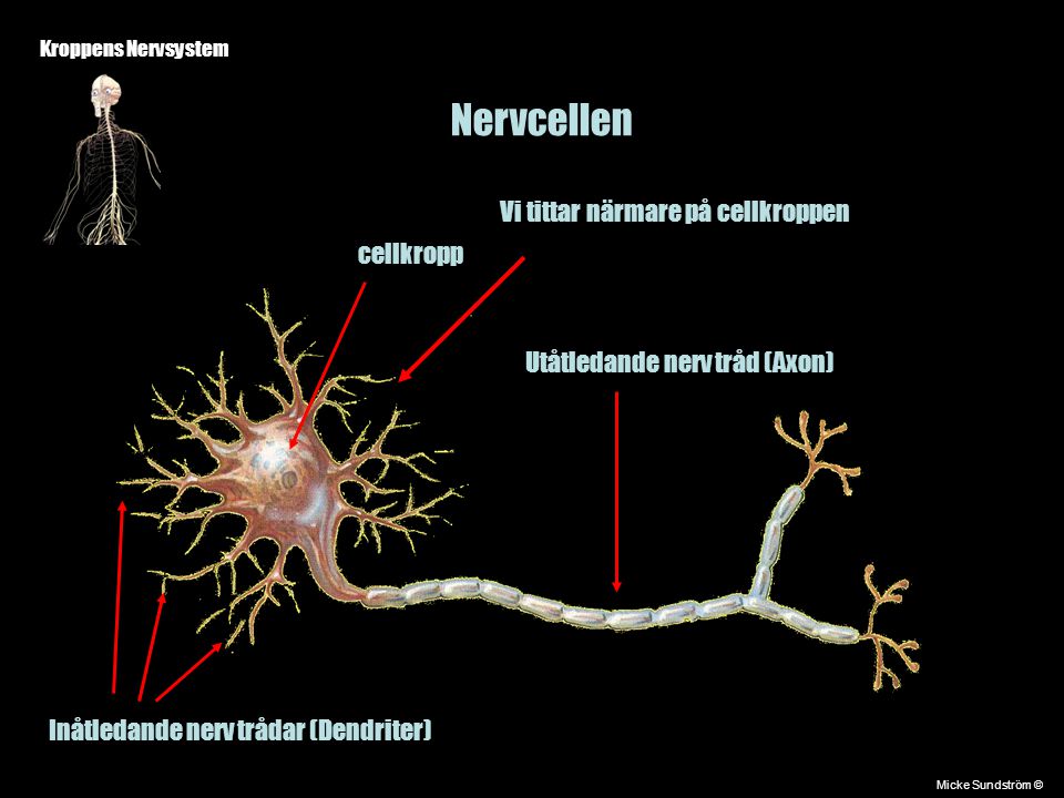 Nervcellen Vi tittar närmare på cellkroppen cellkropp