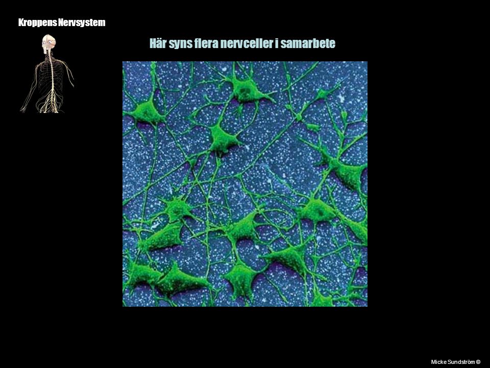 Här syns flera nervceller i samarbete