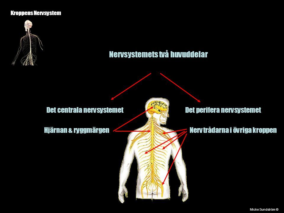 Nervsystemets två huvuddelar