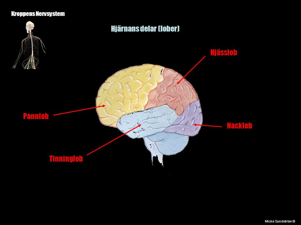 Hjärnans delar (lober)