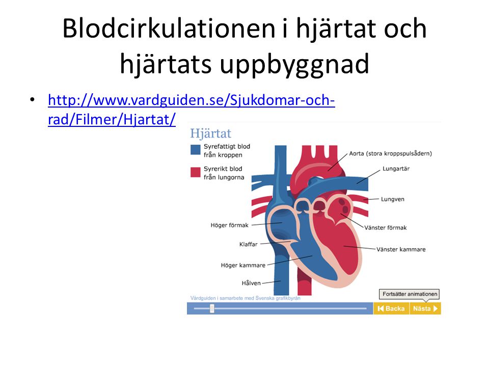 Blodcirkulationen i hjärtat och hjärtats uppbyggnad