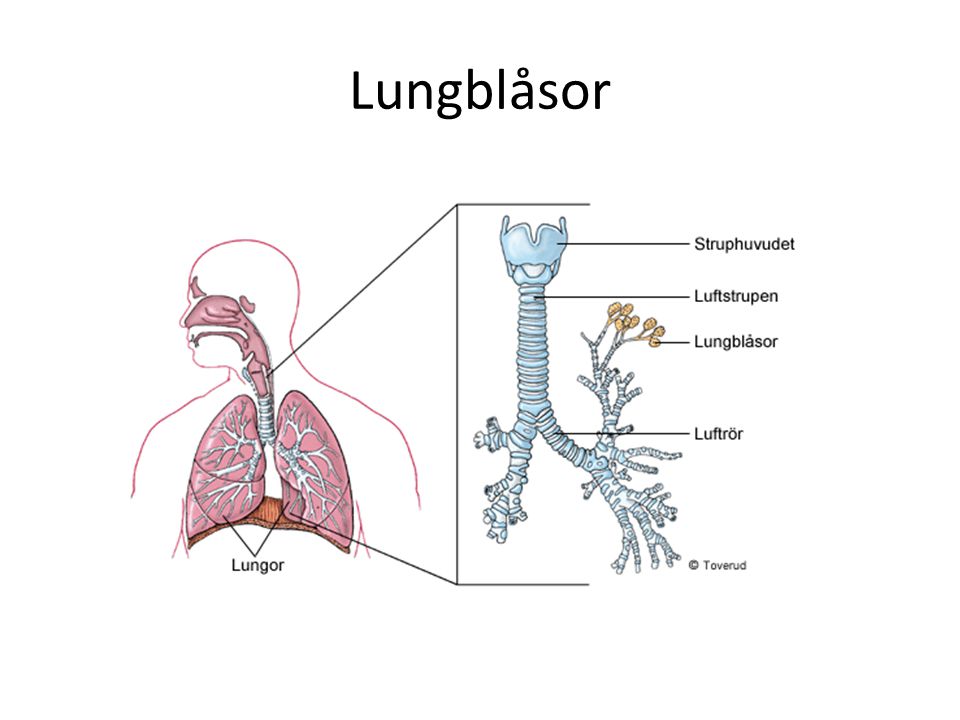 Lungblåsor