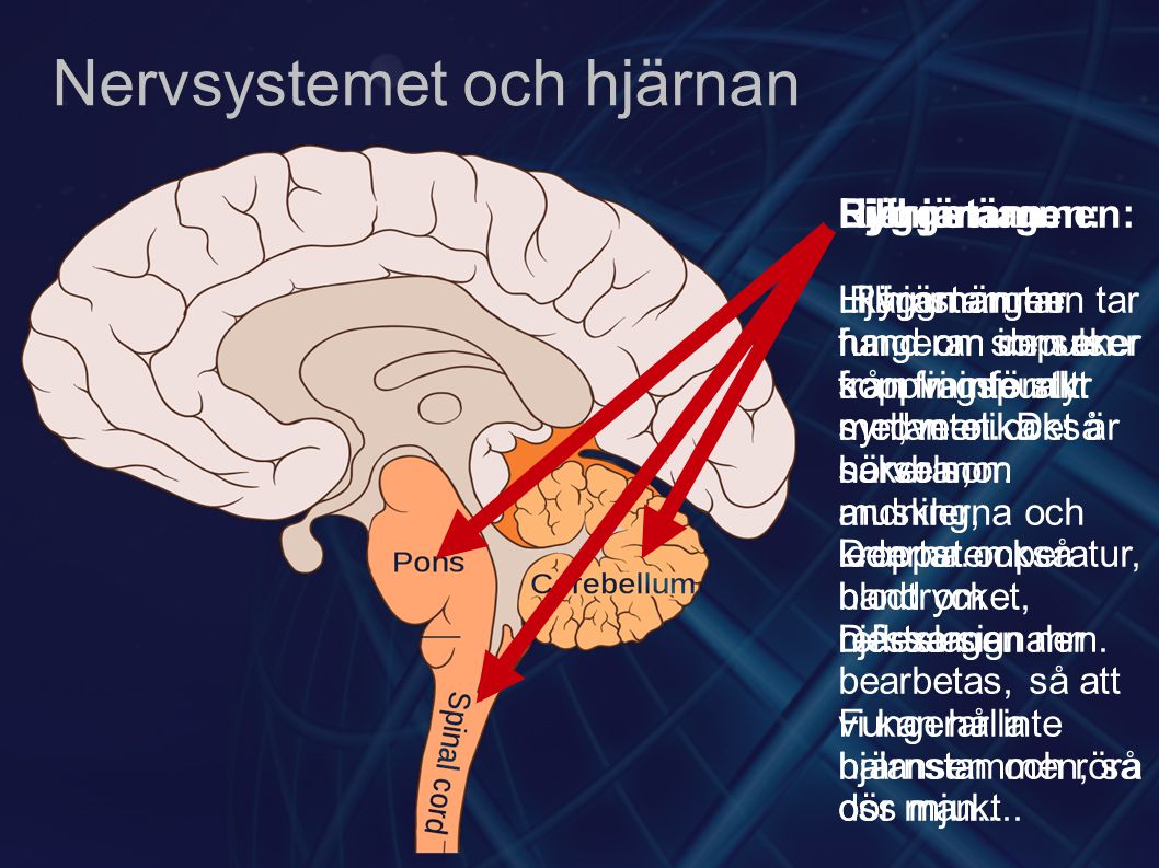 Nervsystemet och hjärnan