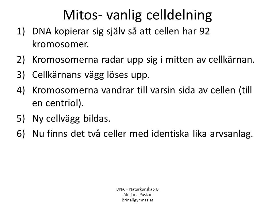 Mitos- vanlig celldelning