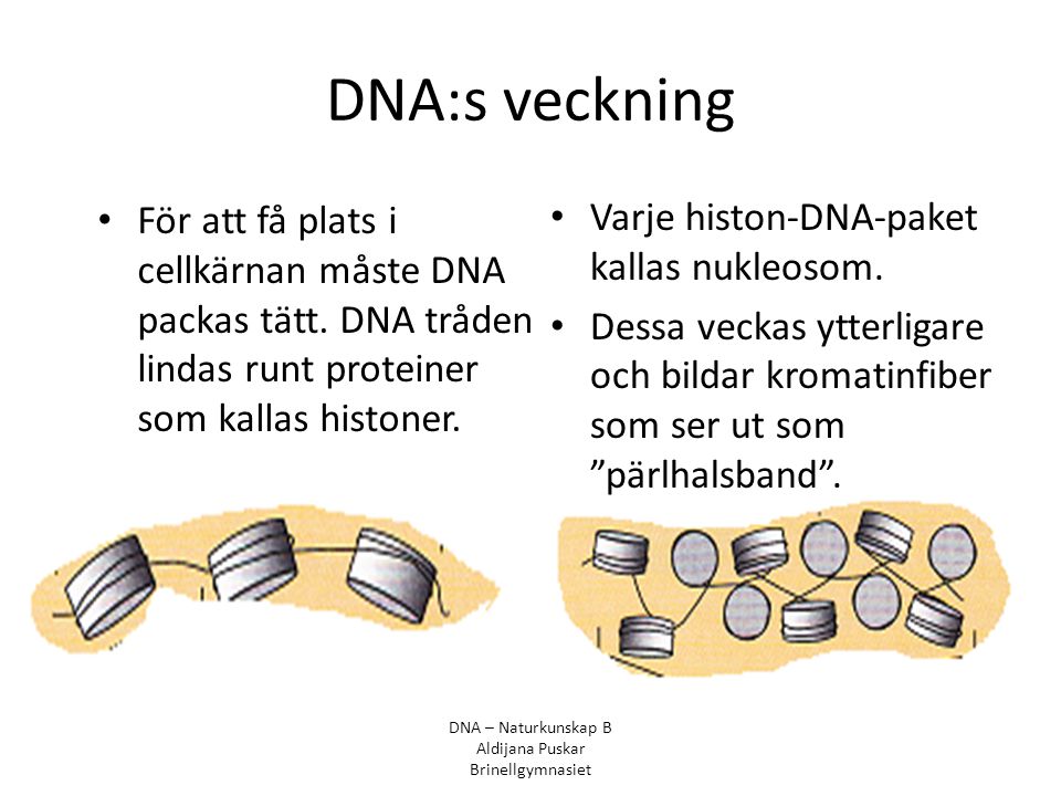 DNA:s veckning För att få plats i cellkärnan måste DNA packas tätt. DNA tråden lindas runt proteiner som kallas histoner.