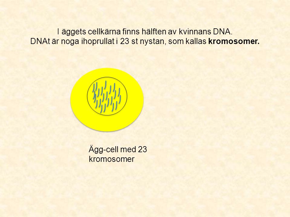 I äggets cellkärna finns hälften av kvinnans DNA