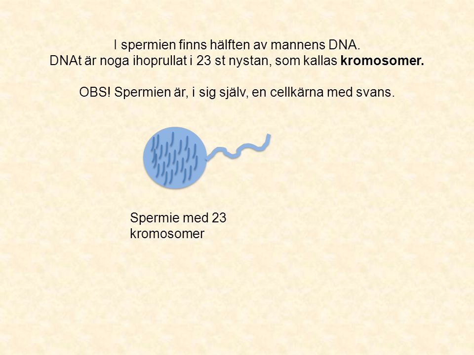 I spermien finns hälften av mannens DNA