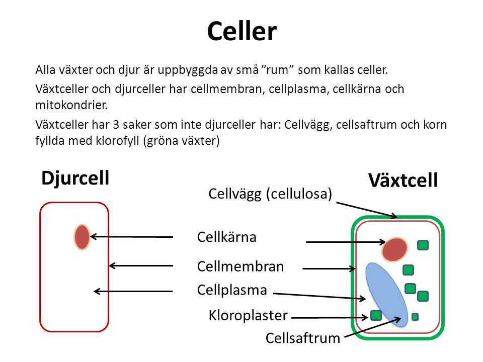 Celler Djurcell Växtcell Cellvägg (cellulosa) Cellkärna Cellmembran