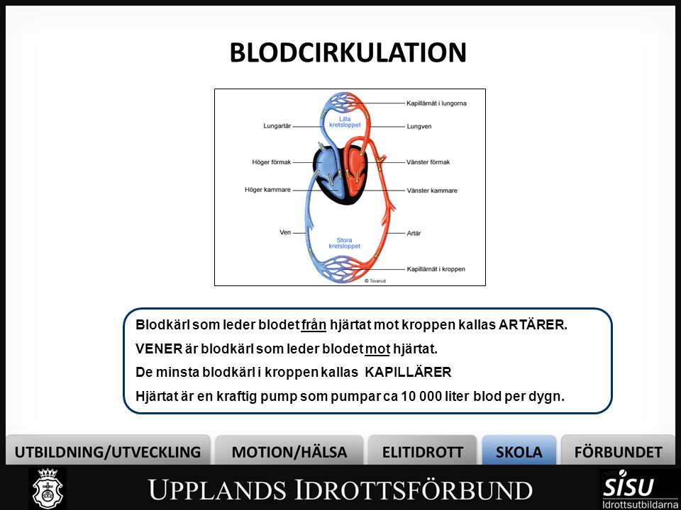 BLODCIRKULATION Bild 4. Blodkärl som leder blodet från hjärtat mot kroppen kallas ARTÄRER. VENER är blodkärl som leder blodet mot hjärtat.