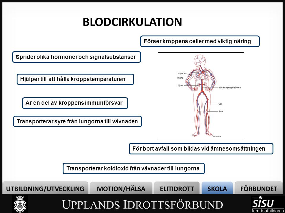 BLODCIRKULATION Bild 4 Förser kroppens celler med viktig näring