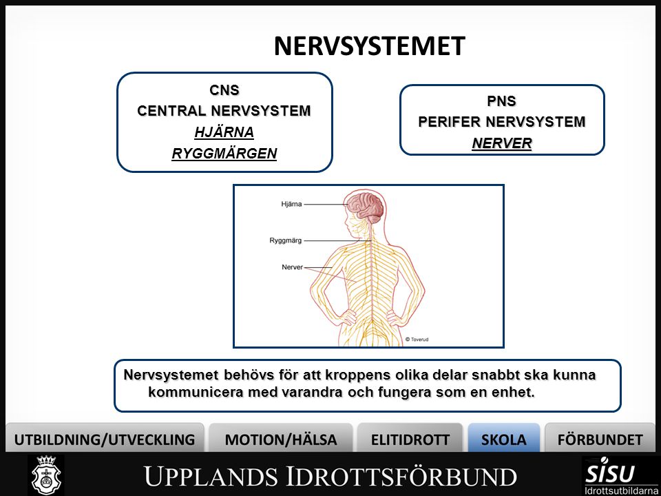 NERVSYSTEMET Bild 2 CNS CENTRAL NERVSYSTEM PNS HJÄRNA