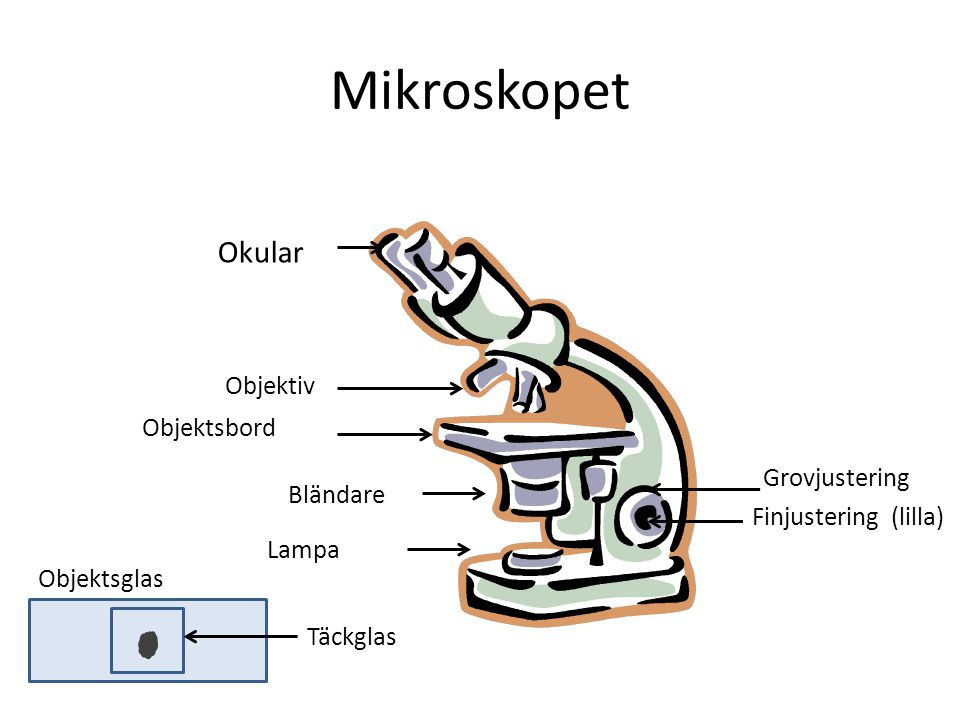 Mikroskopet Okular Objektiv Objektsbord Grovjustering Bländare