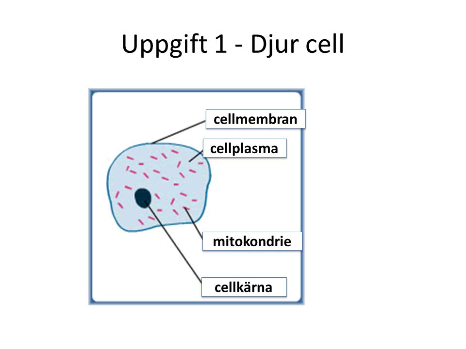 Uppgift 1 - Djur cell cellmembran cellplasma mitokondrie cellkärna