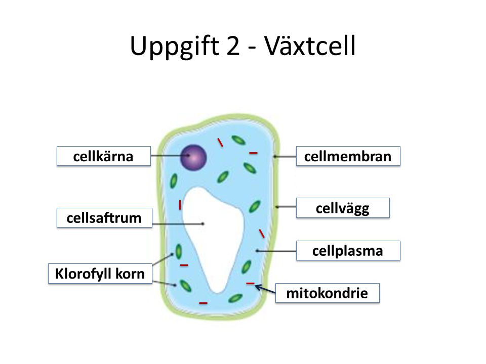 Uppgift 2 - Växtcell cellkärna cellmembran cellvägg cellsaftrum