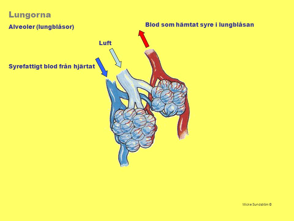 Lungorna Blod som hämtat syre i lungblåsan Alveoler (lungblåsor) Luft