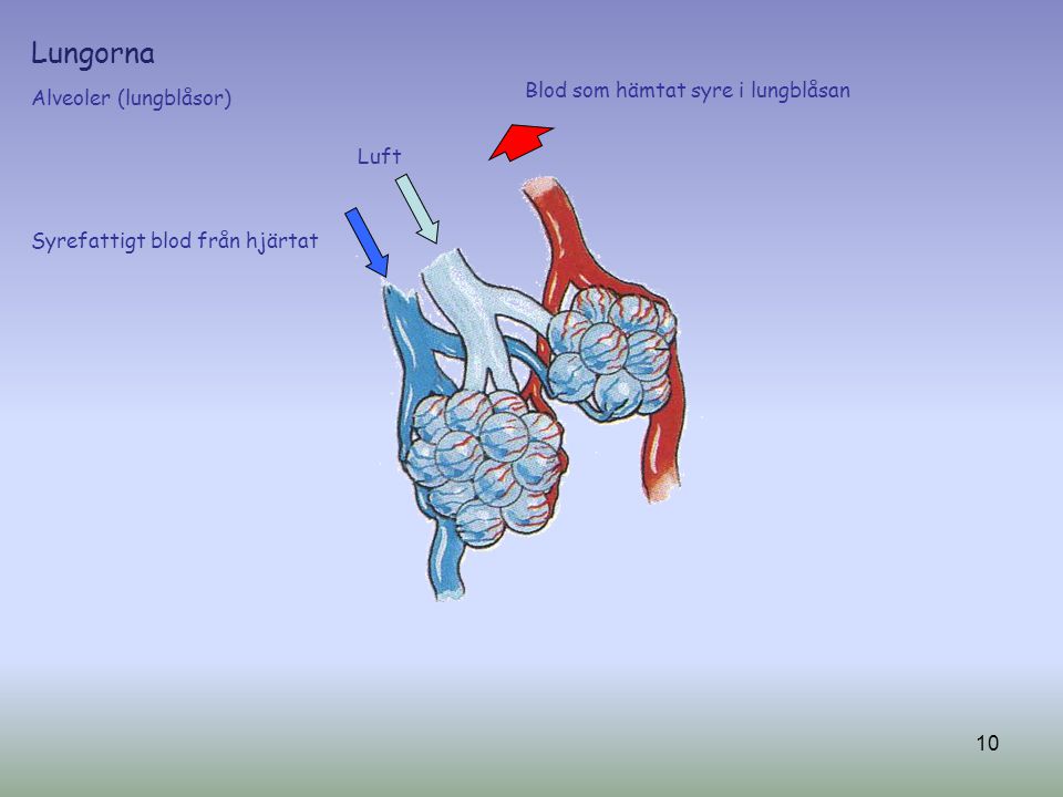 Lungorna Blod som hämtat syre i lungblåsan Alveoler (lungblåsor) Luft