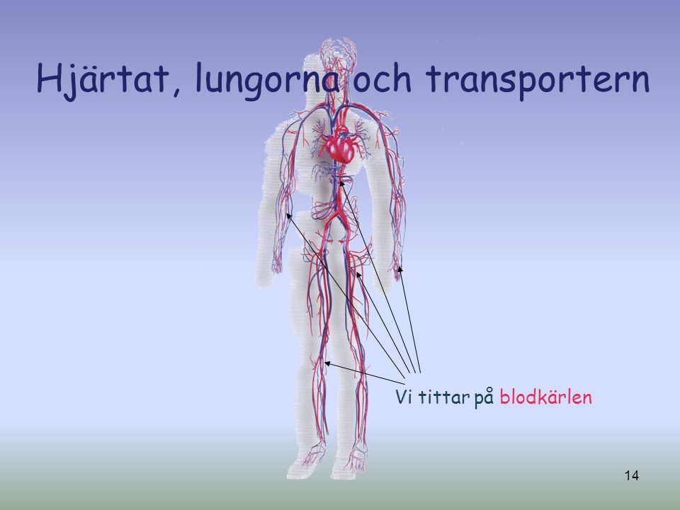 Hjärtat, lungorna och transportern