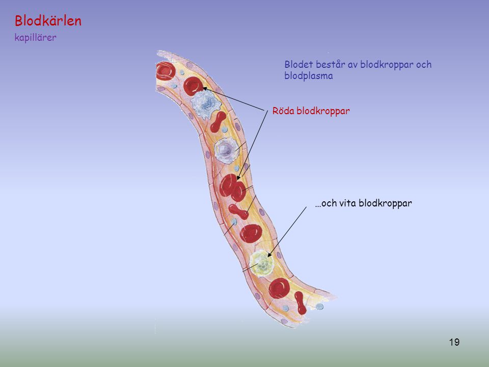 Blodkärlen kapillärer Blodet består av blodkroppar och blodplasma