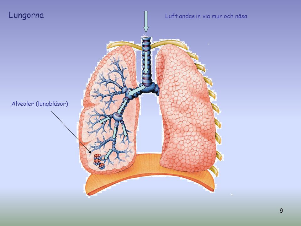 Lungorna Luft andas in via mun och näsa Alveoler (lungblåsor)