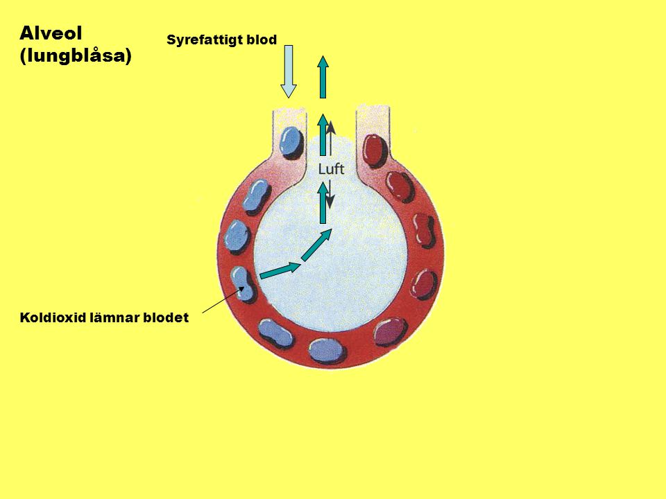 Alveol (lungblåsa) Syrefattigt blod Koldioxid lämnar blodet