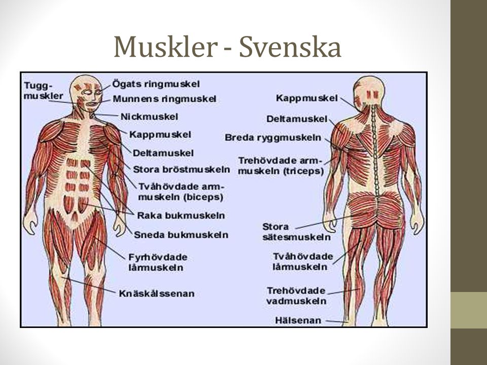 Muskler - Svenska