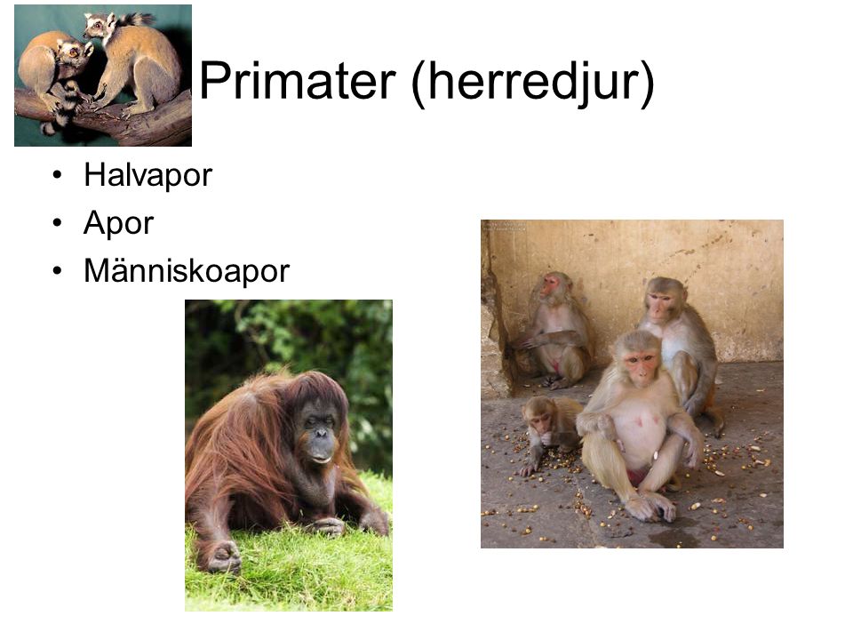 Primater (herredjur) Halvapor Apor Människoapor