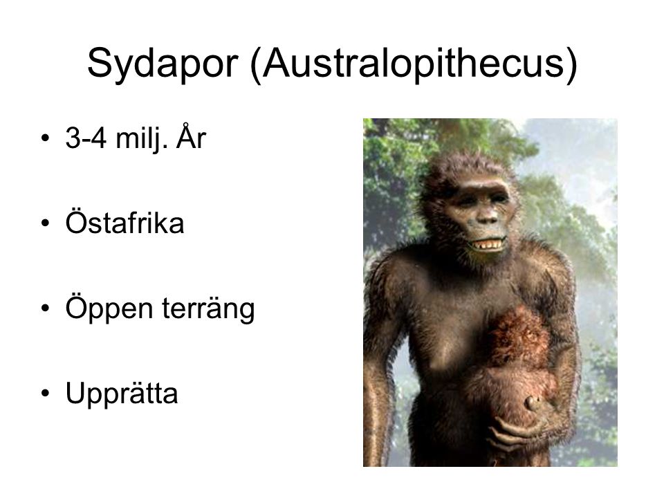 Sydapor (Australopithecus)