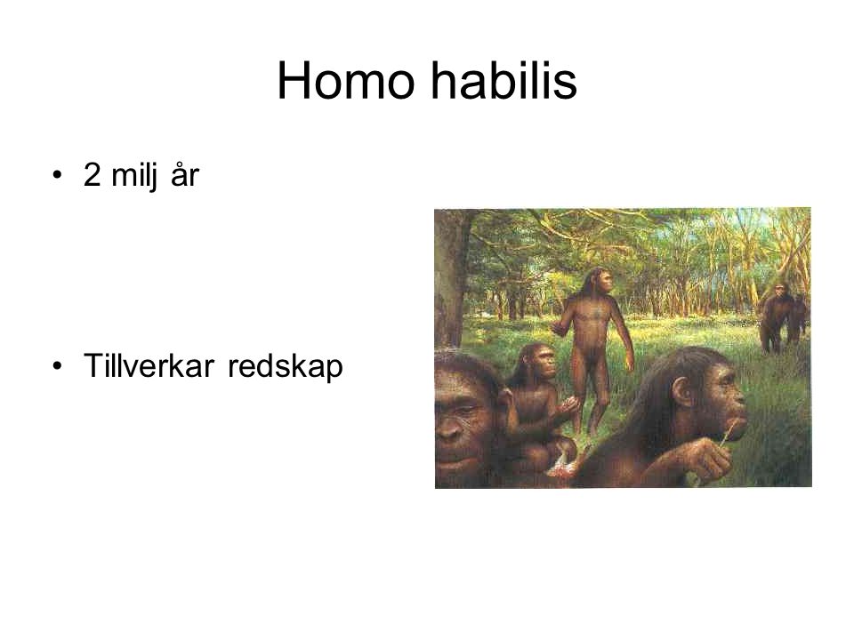 Homo habilis 2 milj år Tillverkar redskap
