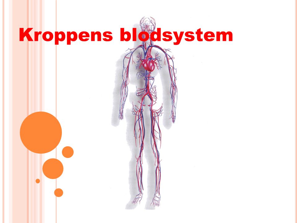 Kroppens blodsystem