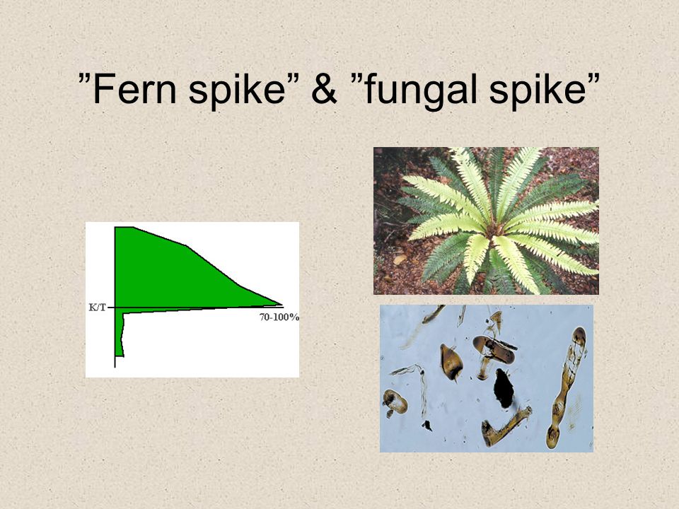 Fern spike & fungal spike