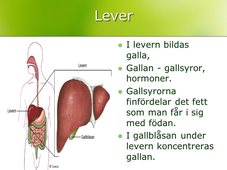 Lever I levern bildas galla, Gallan - gallsyror, hormoner.
